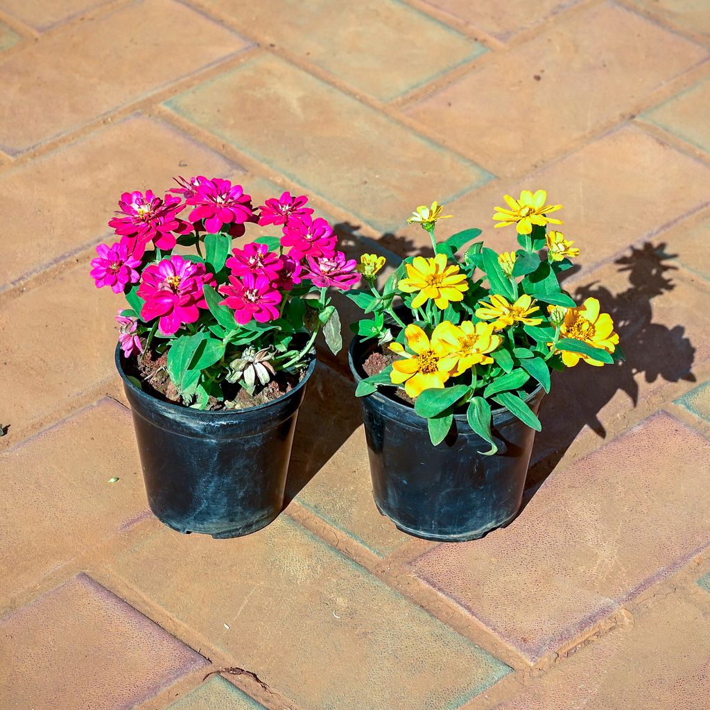 Buy Set of 2 - Zinnia ( Pink & Yellow ) in 4 Inch Nursery Pot Online | Urvann.com Set of 2 - Zinnia ( Pink & Yellow ) in 4 Inch Nursery Pot