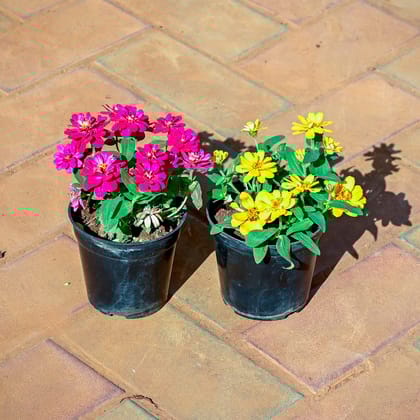 Buy Set of 2 - Zinnia ( Pink & Yellow ) in 4 Inch Nursery Pot Online | Urvann.com