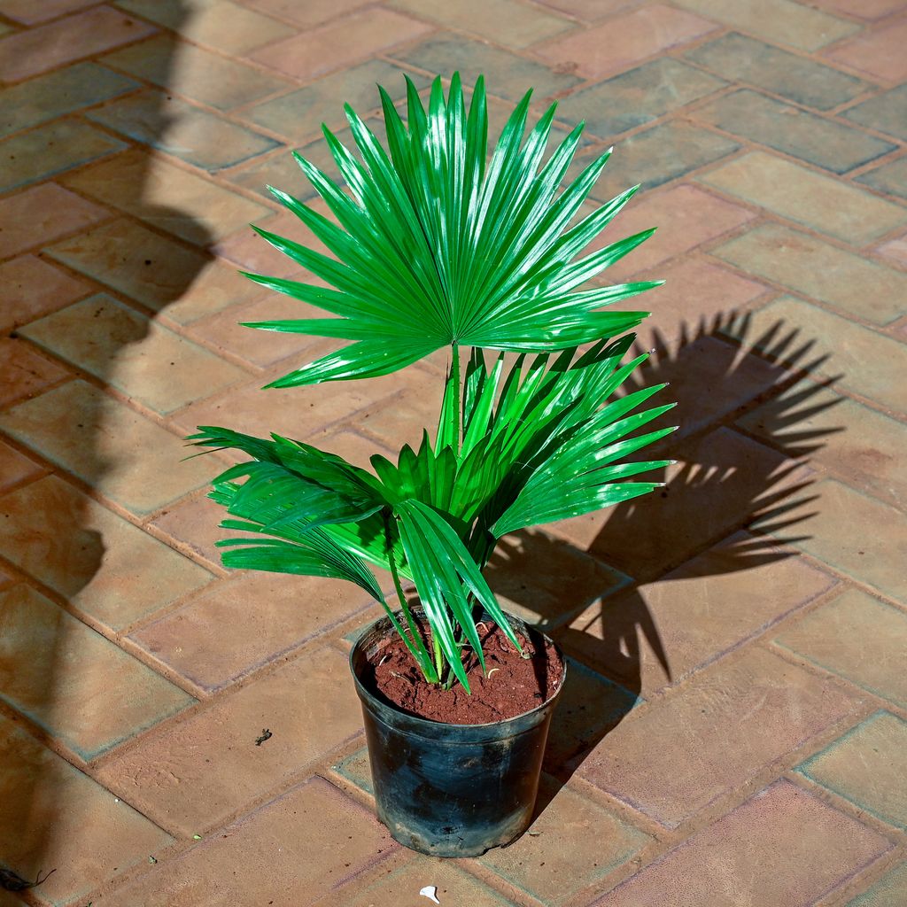 Buy China / Fan Palm in 6 Inch Nursery Pot Online | Urvann.com China / Fan Palm in 6 Inch Nursery Pot