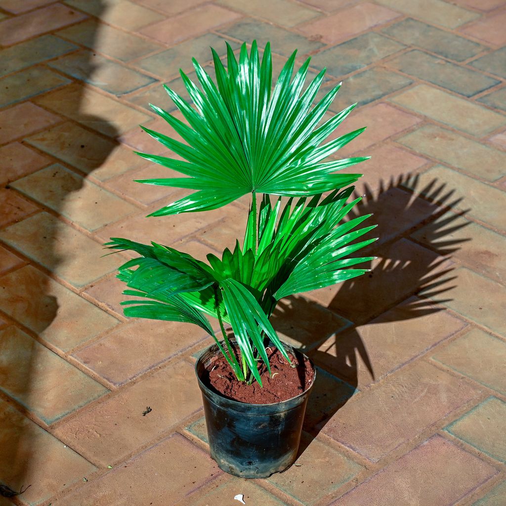 China / Fan Palm in 6 Inch Nursery Pot