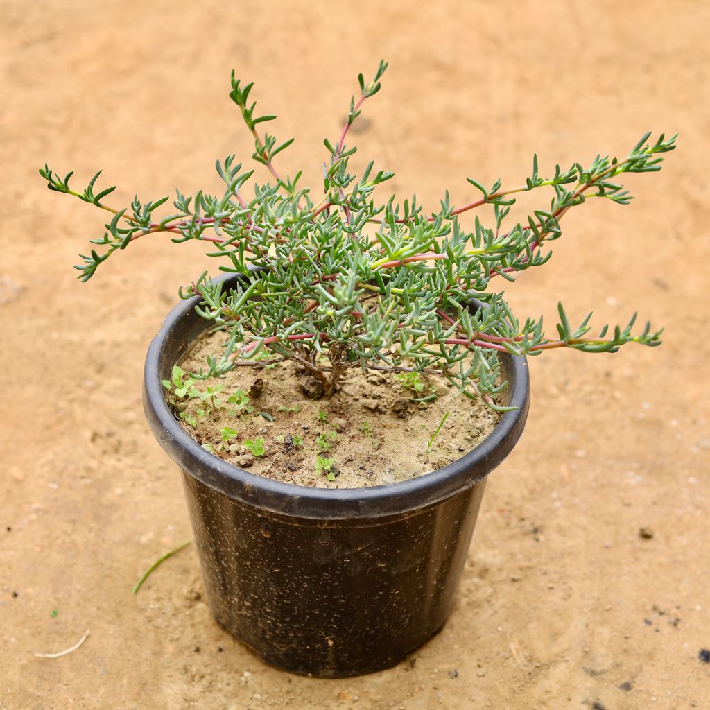 Loranthus in 8 Inch Nursery Pot