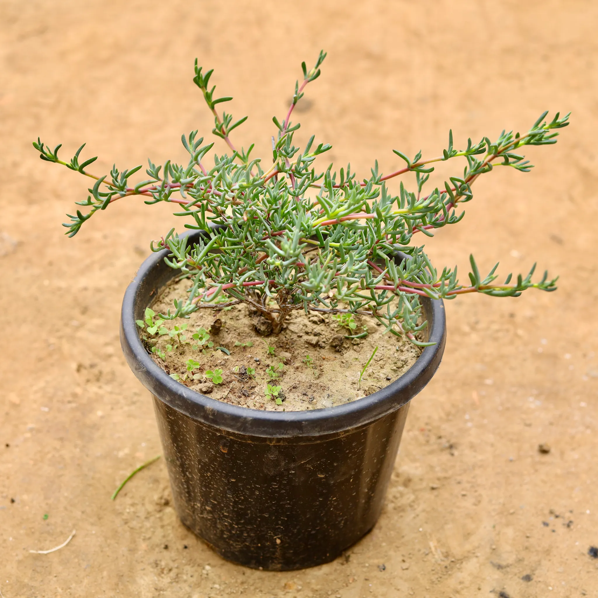 Loranthus in 8 Inch Nursery Pot