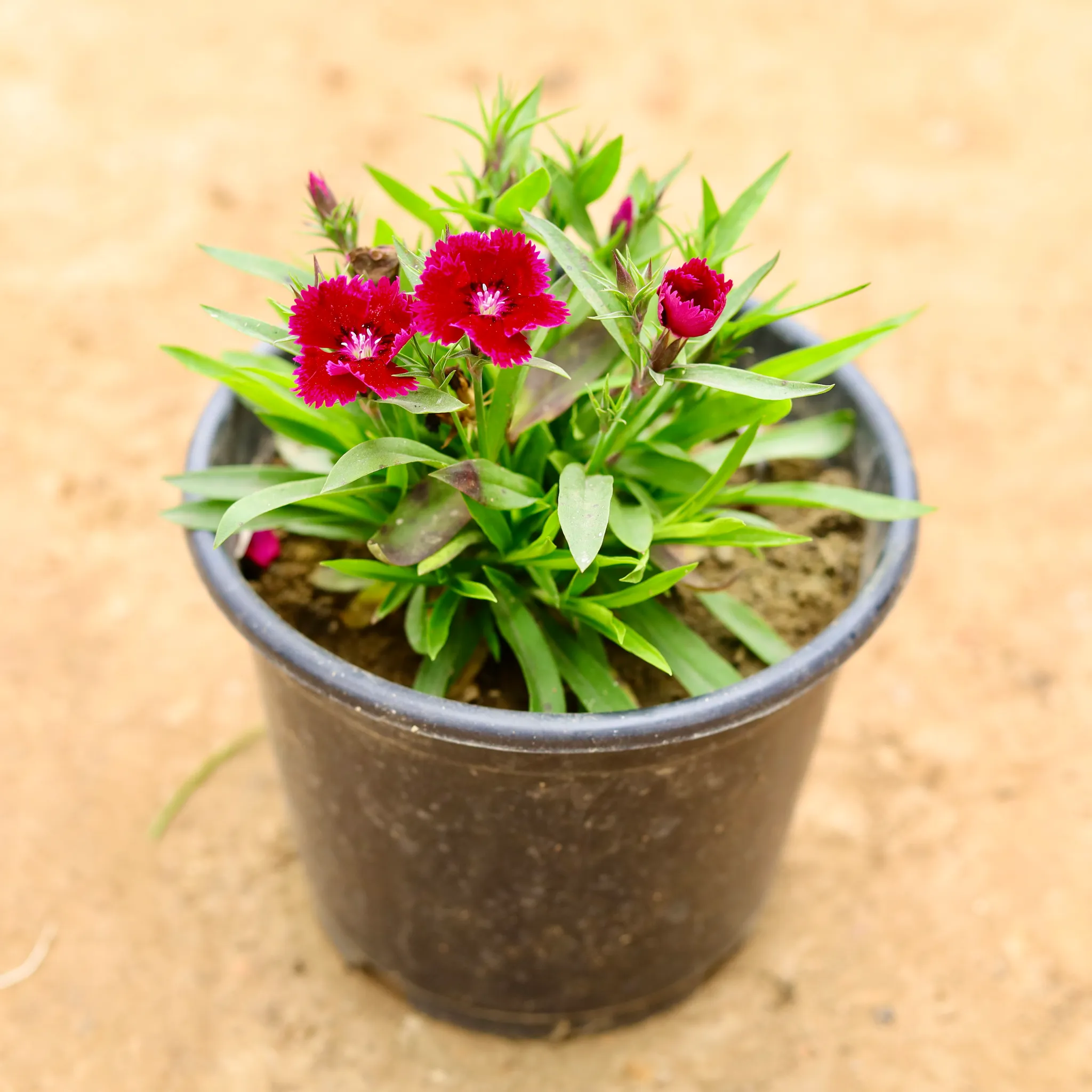 Dianthus (any colour) in 6 Inch Nursery Pot