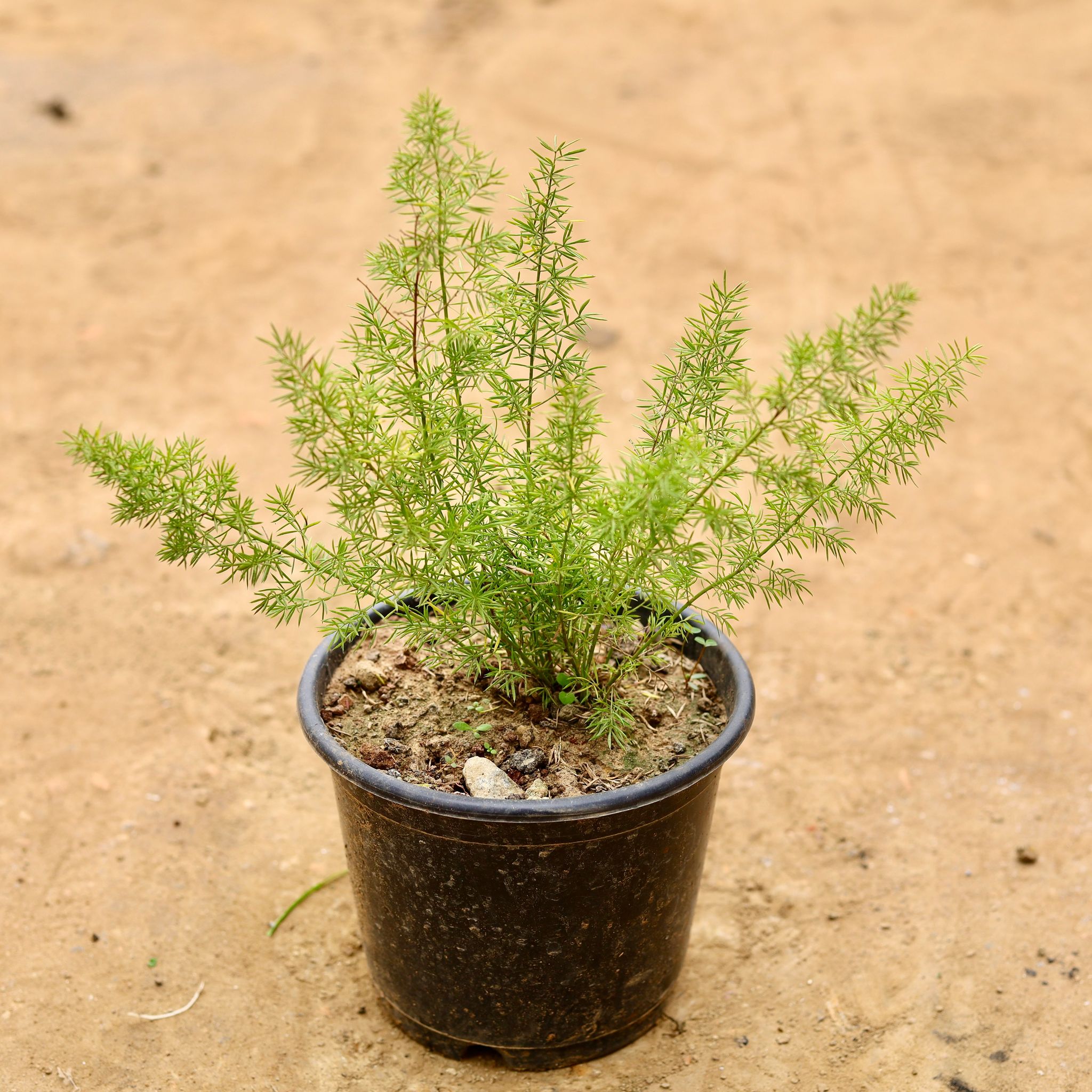 Asparagus Mary in 6 Inch Nursery Pot