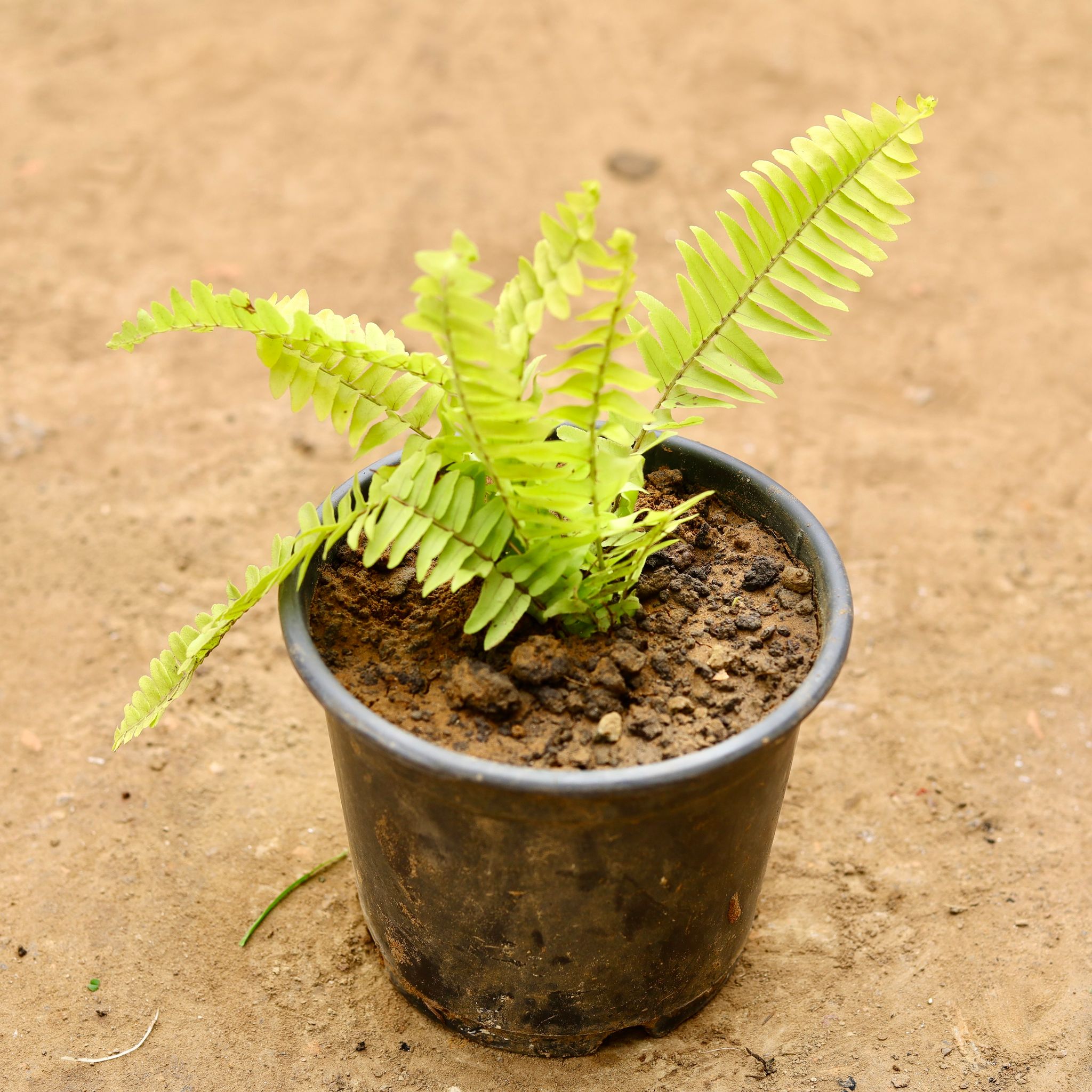 Fern Golden in 6 Inch Nursery Pot