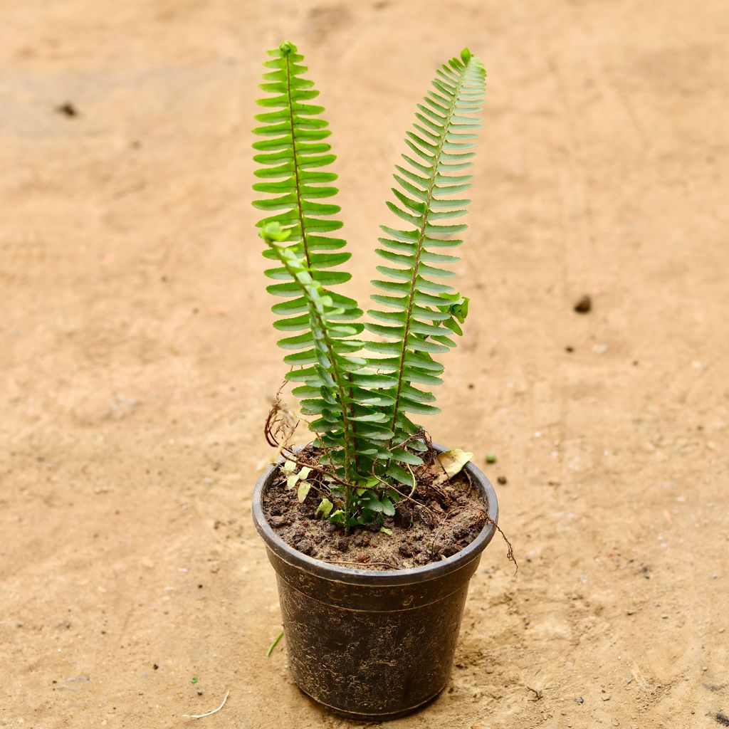 Buy Fern Green in 6 Inch Nursery Pot Online | Urvann.com Fern Green in 6 Inch Nursery Pot