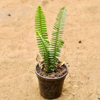 Buy Fern Green in 6 Inch Nursery Pot Online | Urvann.com