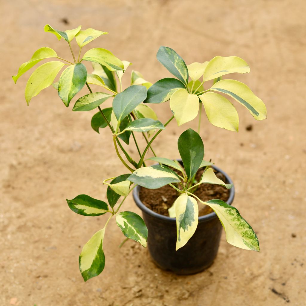 Buy Schefflera Brassia in 6 Inch Nursery Pot Online | Urvann.com Schefflera Brassia in 6 Inch Nursery Pot