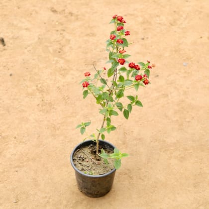 Buy Lantana Red in 6 Inch Nursery Pot Online | Urvann.com