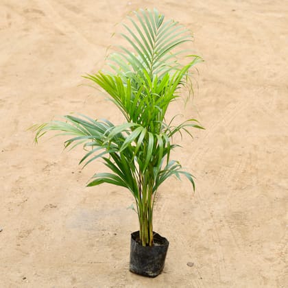 Buy Areca palm in 4 Inch Nursery Bag Online | Urvann.com