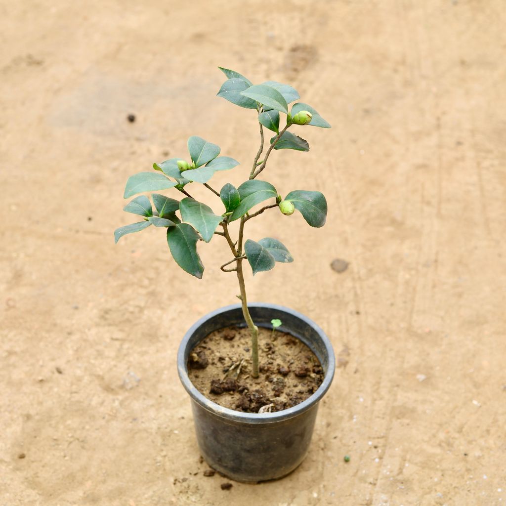 Buy Camellia Pink in 6 Inch Nursery Pot Online | Urvann.com Camellia Pink in 6 Inch Nursery Pot