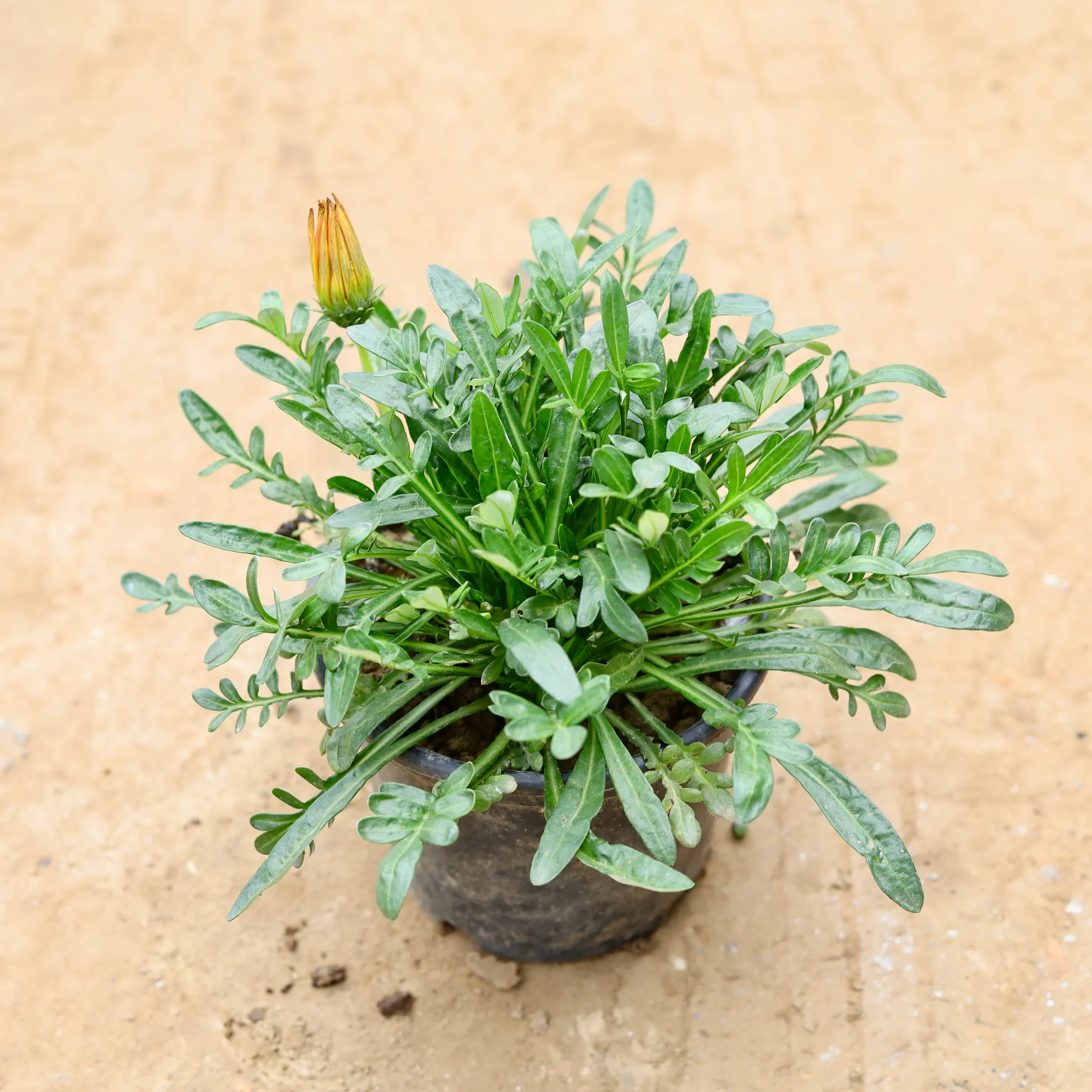 Gazania (any colour) in 6 Inch Nursery Pot