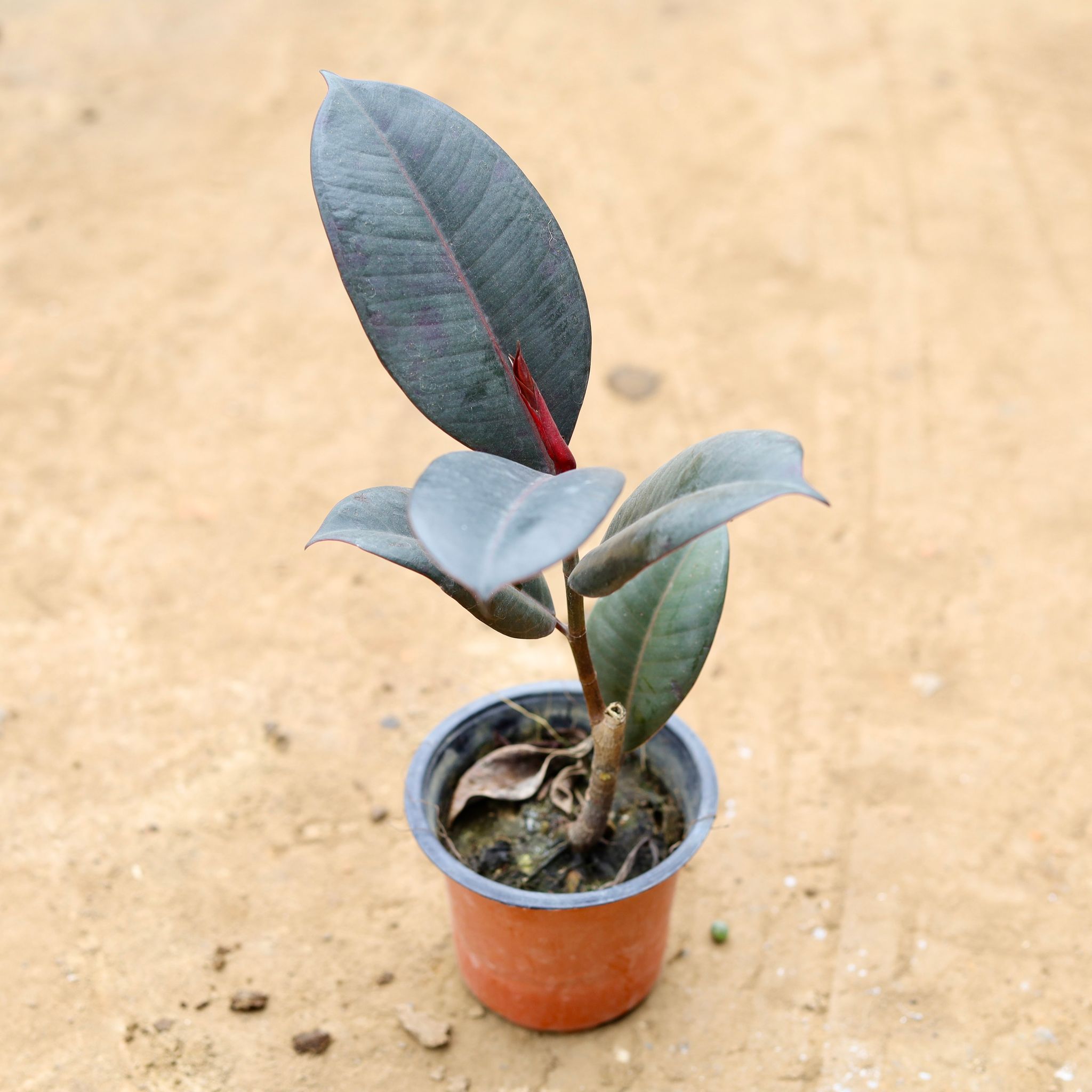 Rubber plant in 4 Inch Nursery Pot