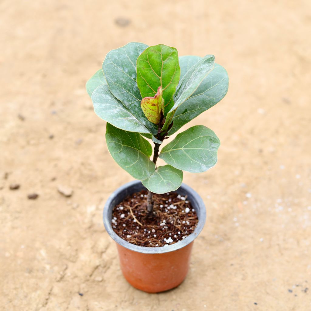 Buy Fiddle Leaf Fig / Ficus Lyrata in 4 Inch Nursery Pot Online | Urvann.com Fiddle Leaf Fig / Ficus Lyrata in 4 Inch Nursery Pot