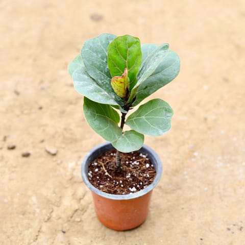 Fiddle Leaf Fig / Ficus Lyrata in 4 Inch Nursery Pot