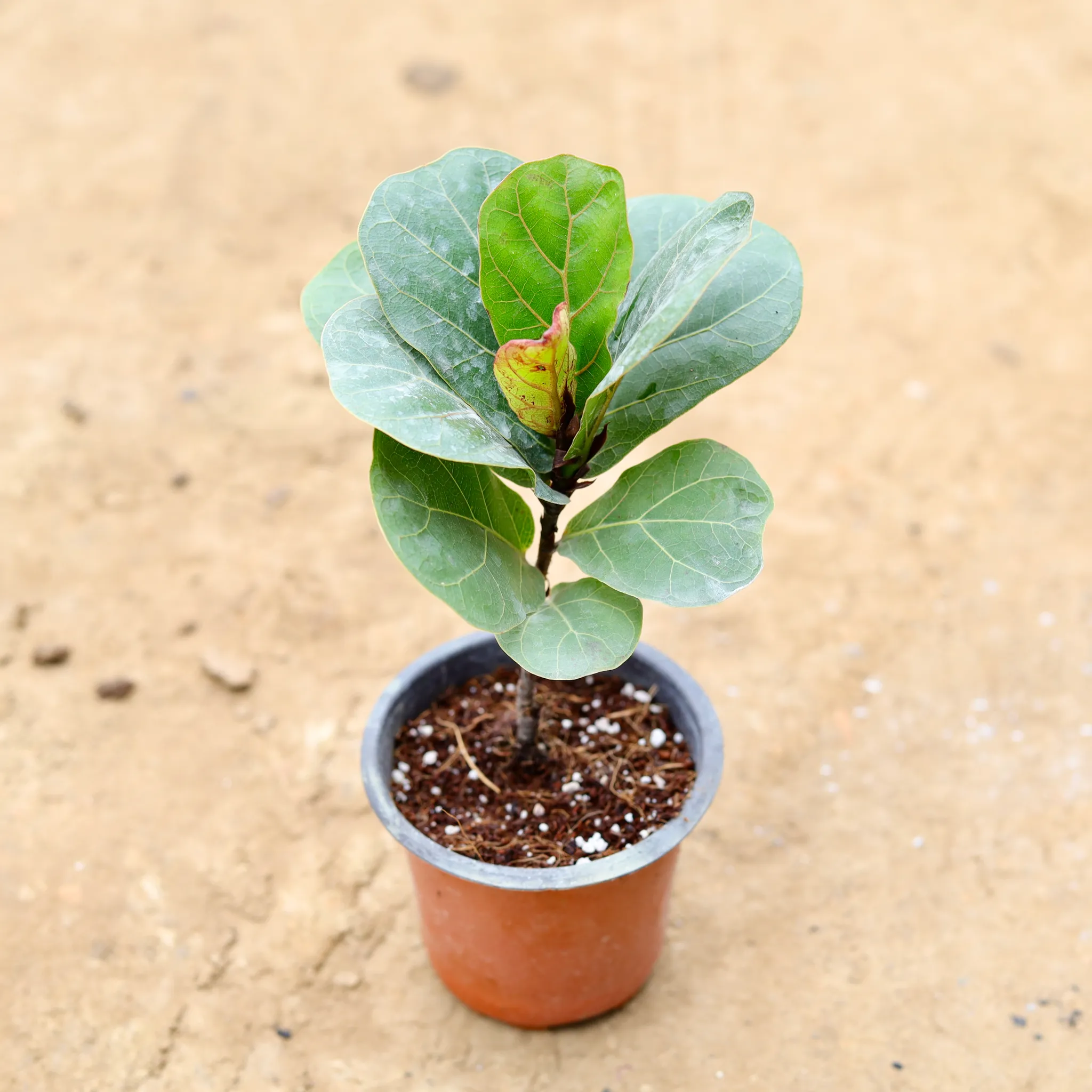 Fiddle Leaf Fig / Ficus Lyrata in 4 Inch Nursery Pot