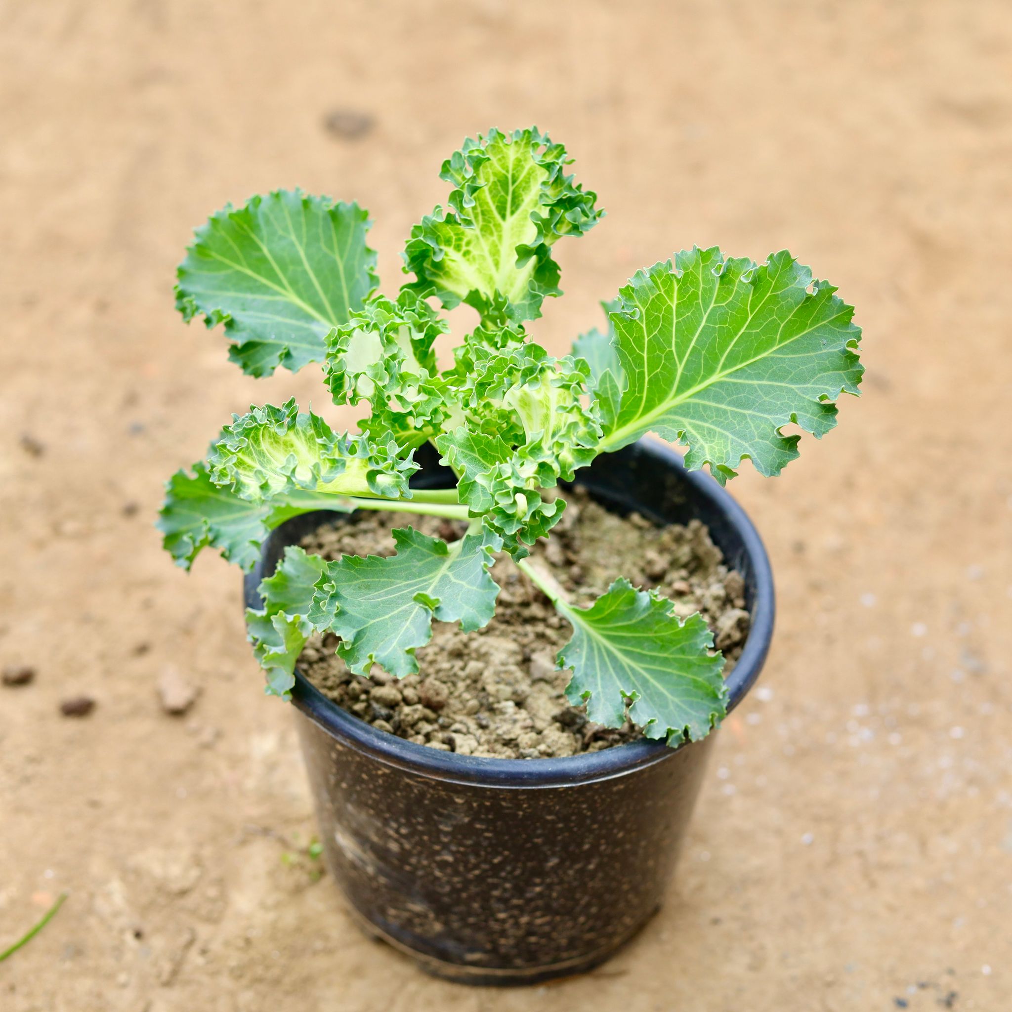 Kale Green in 6 Inch Nursery Pot