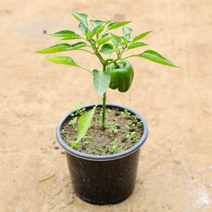 Buy Capsicum / Shimla mirch in 8 Inch Nursery Pot Online | Urvann.com