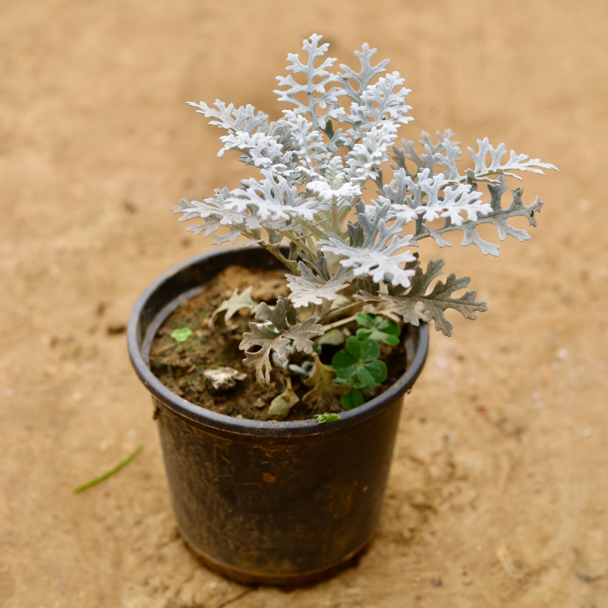 Silver Dust in 6 Inch Nursery Pot