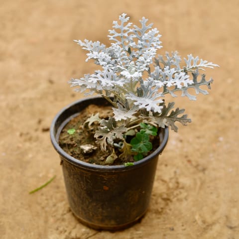 Silver Dust in 6 Inch Nursery Pot