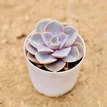 Buy Echeveria Pink Succulent in 4 Inch Nursery Pot Online | Urvann.com
