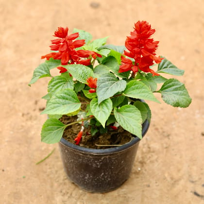 Buy Salvia Red in 6 Inch Nursery Pot Online | Urvann.com