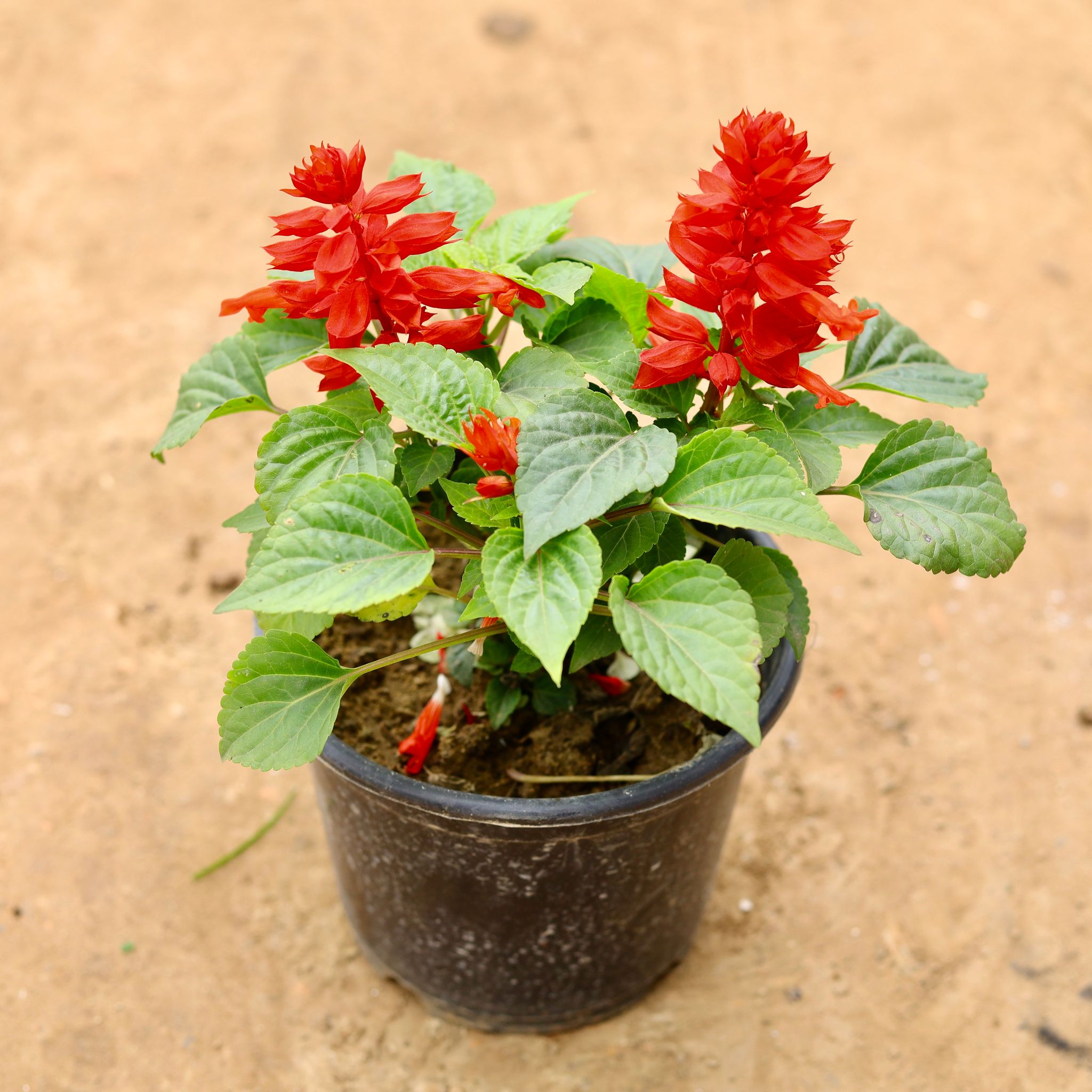 Salvia Red in 6 Inch Nursery Pot