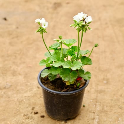 Buy Geranium (any colour) in 6 Inch Nursery Pot Online | Urvann.com