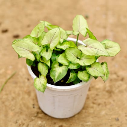 Buy Syngonium Pixie Green in 4 Inch Nursery Pot Online | Urvann.com