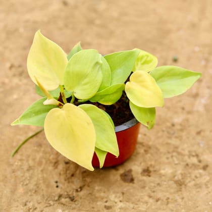 Buy Oxycardium Golden in 4 Inch Nursery Pot Online | Urvann.com