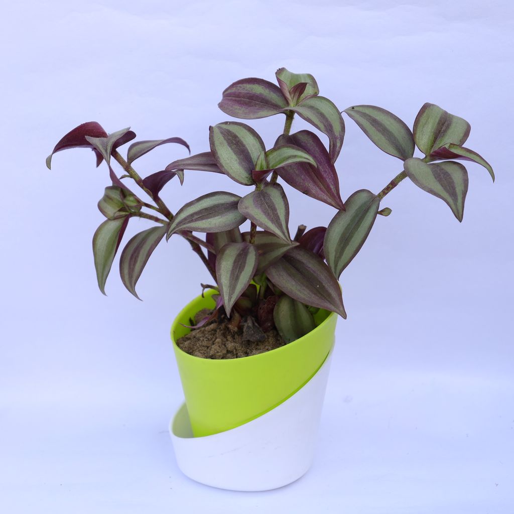 Free Next Day Delivery Wandering Jew in 4 Inch Leafy Green Dublin