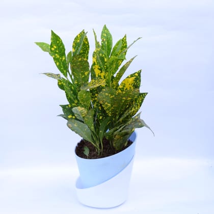 Buy Baby Croton in 4 Inch Aqua Blue Premium Self Watering Pot Online | Urvann.com