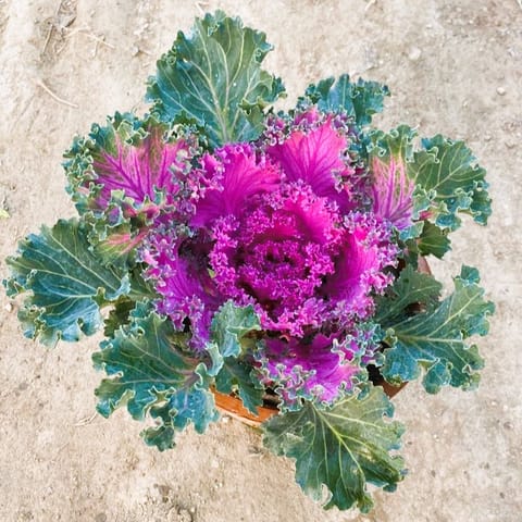 Kale Purple Green in 8 Inch Nursery Pot