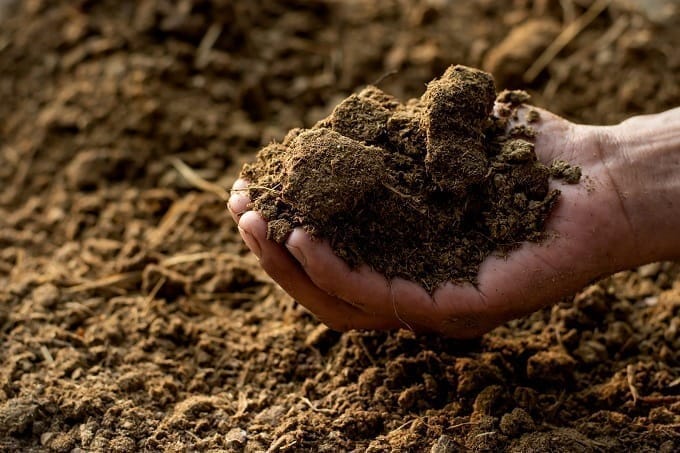 Free Next Day Delivery | Cow dung compost - 1 Kg