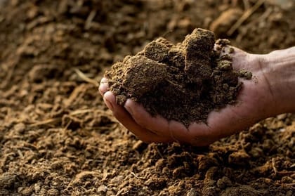 Buy Cow dung compost - 1 Kg Online | Urvann.com