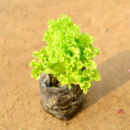 Buy Lettuce Green / Salad Patta in 4 Inch Nursery Bag Online | Urvann.com