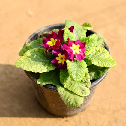 Buy Primula Rosea (any colour) in 6 Inch Nursery Pot Online | Urvann.com