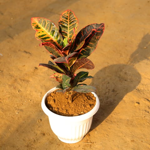 Croton Petra in 10 Inch Live Plant White Olive Plastic Pot