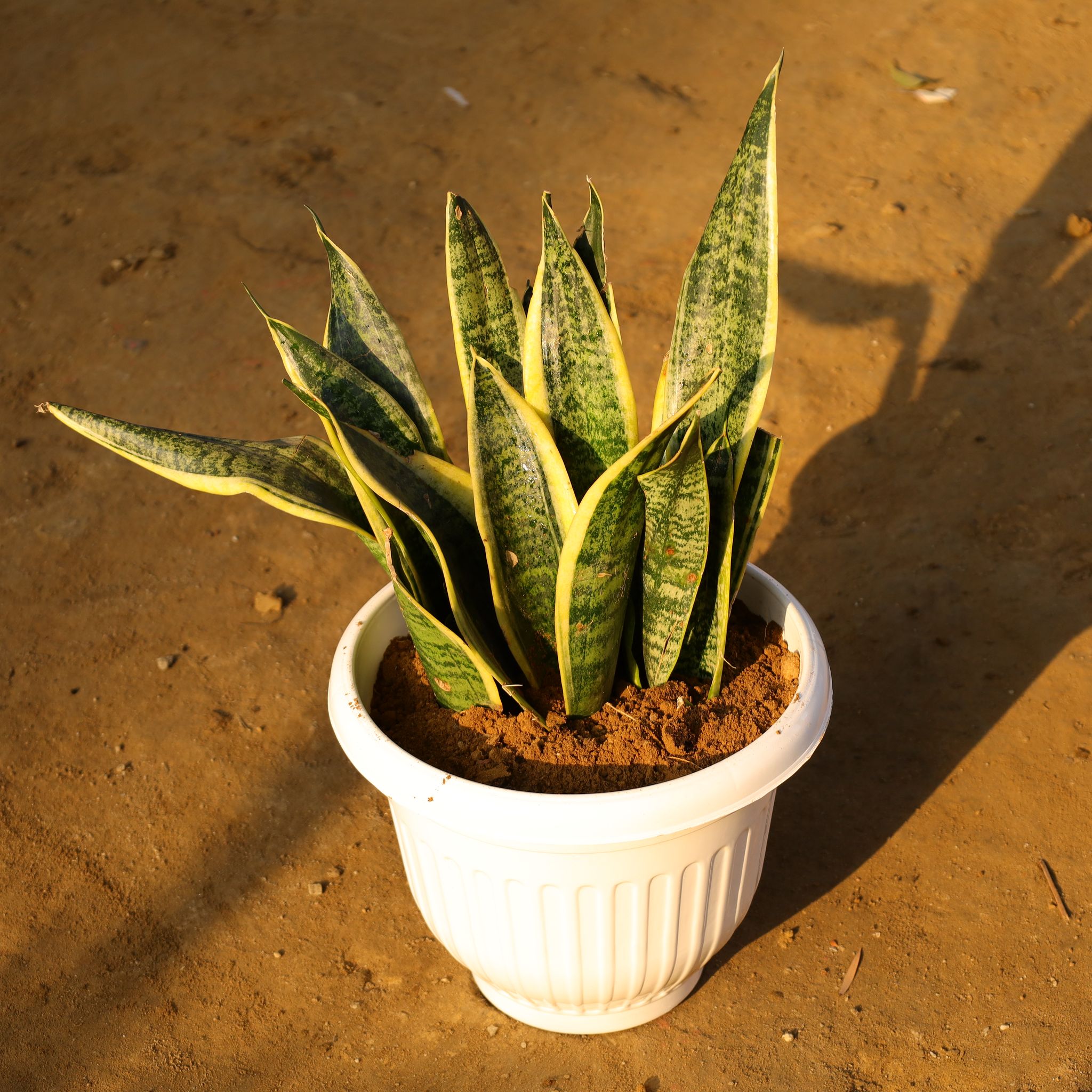 Snake Yellow in 10 Inch White Olive Plastic Pot