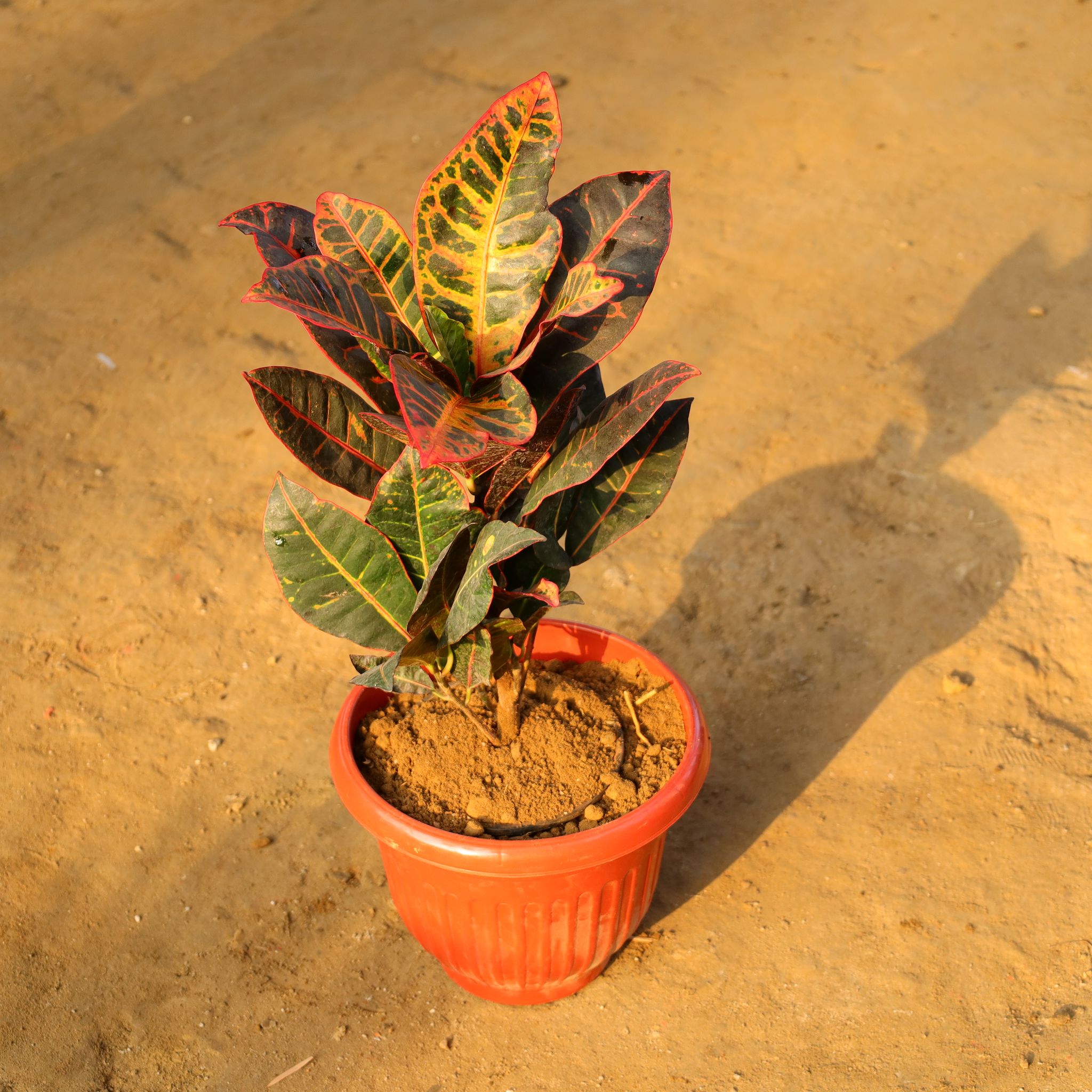 Croton Petra in 10 Inch Terracotta Red Olive Plastic Pot