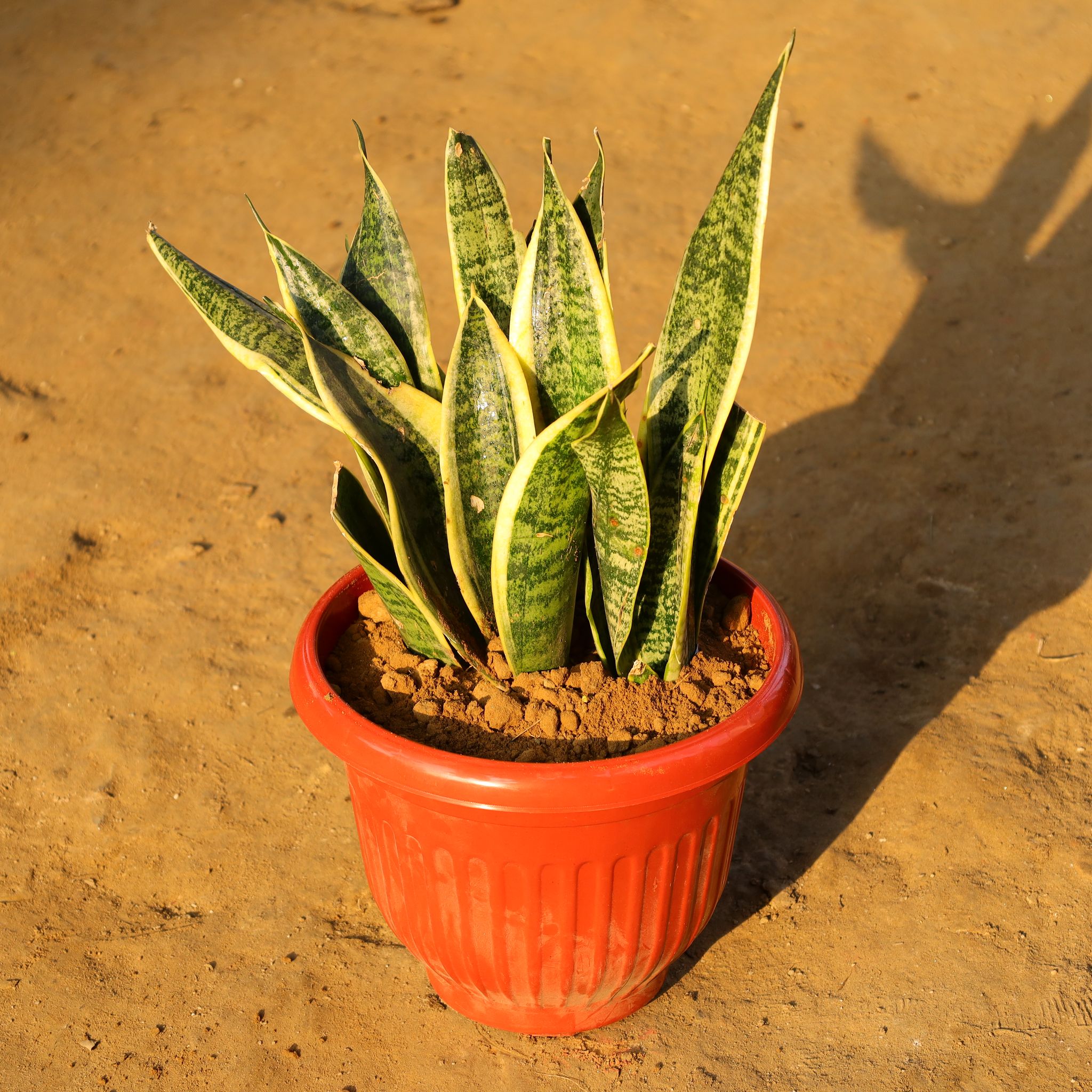 Snake Yellow in 10 Inch Terracotta Red Olive Plastic Pot