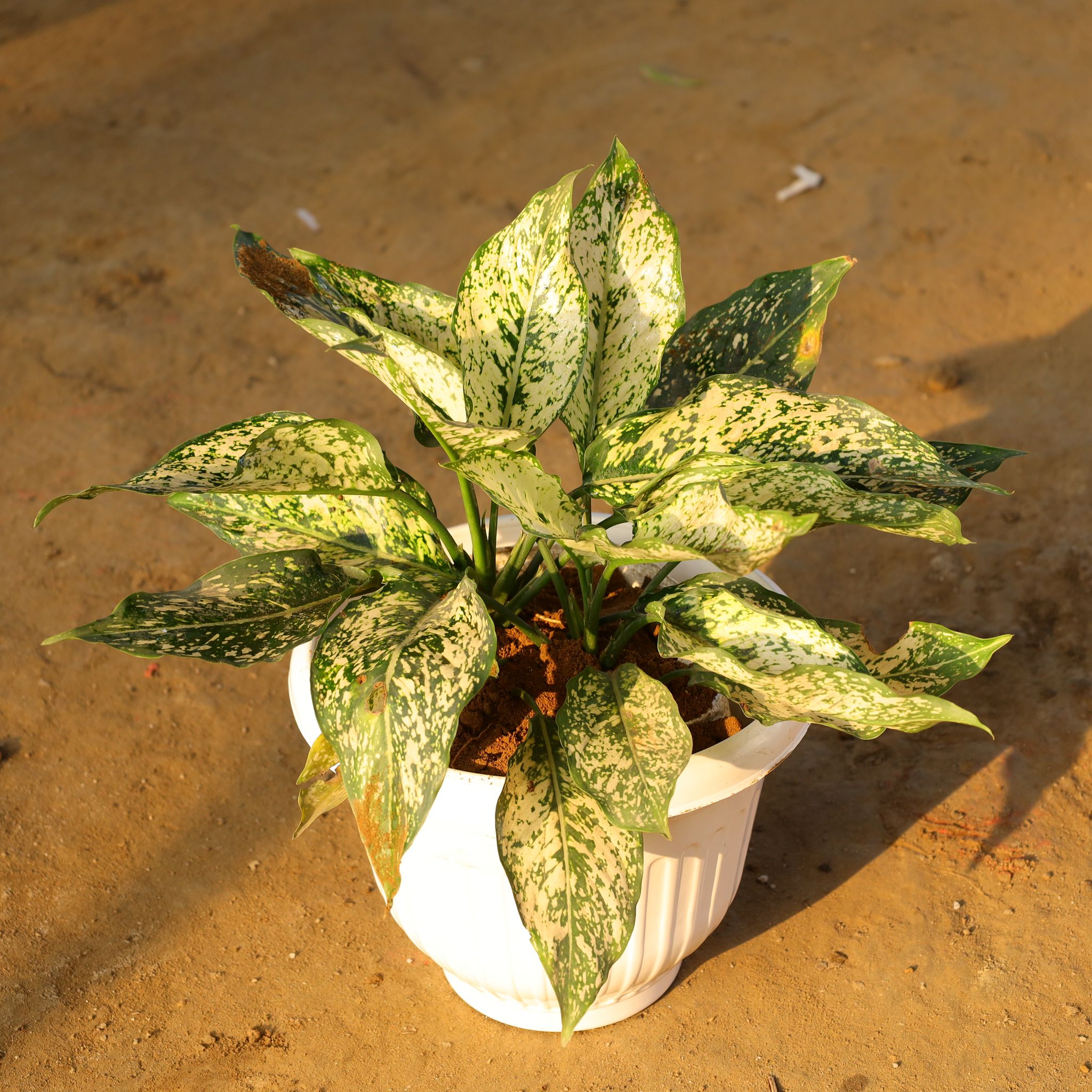 Aglaonema Snow White in 10 Inch White Olive Plastic Pot
