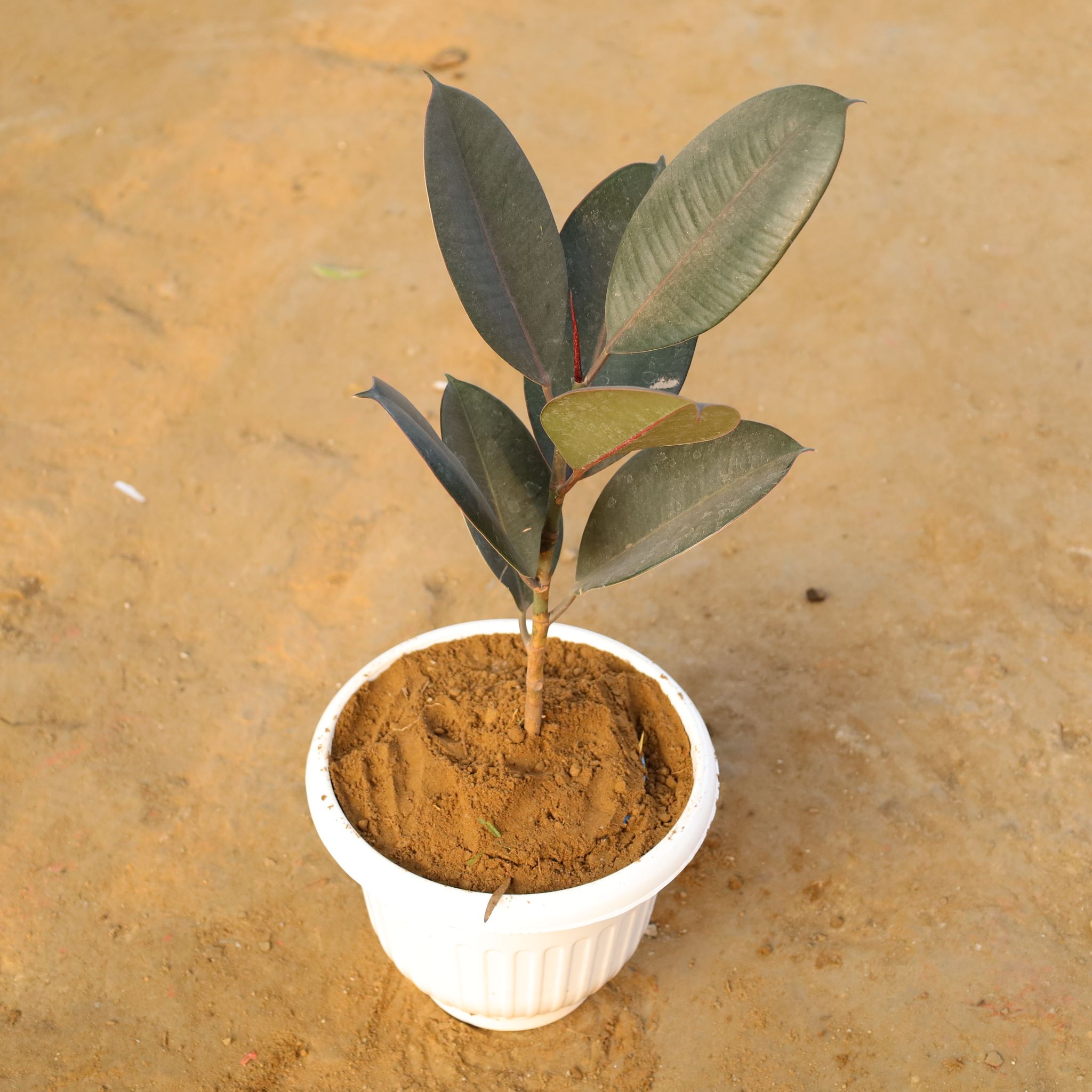 Black Rubber in 10 Inch White Olive Plastic Pot