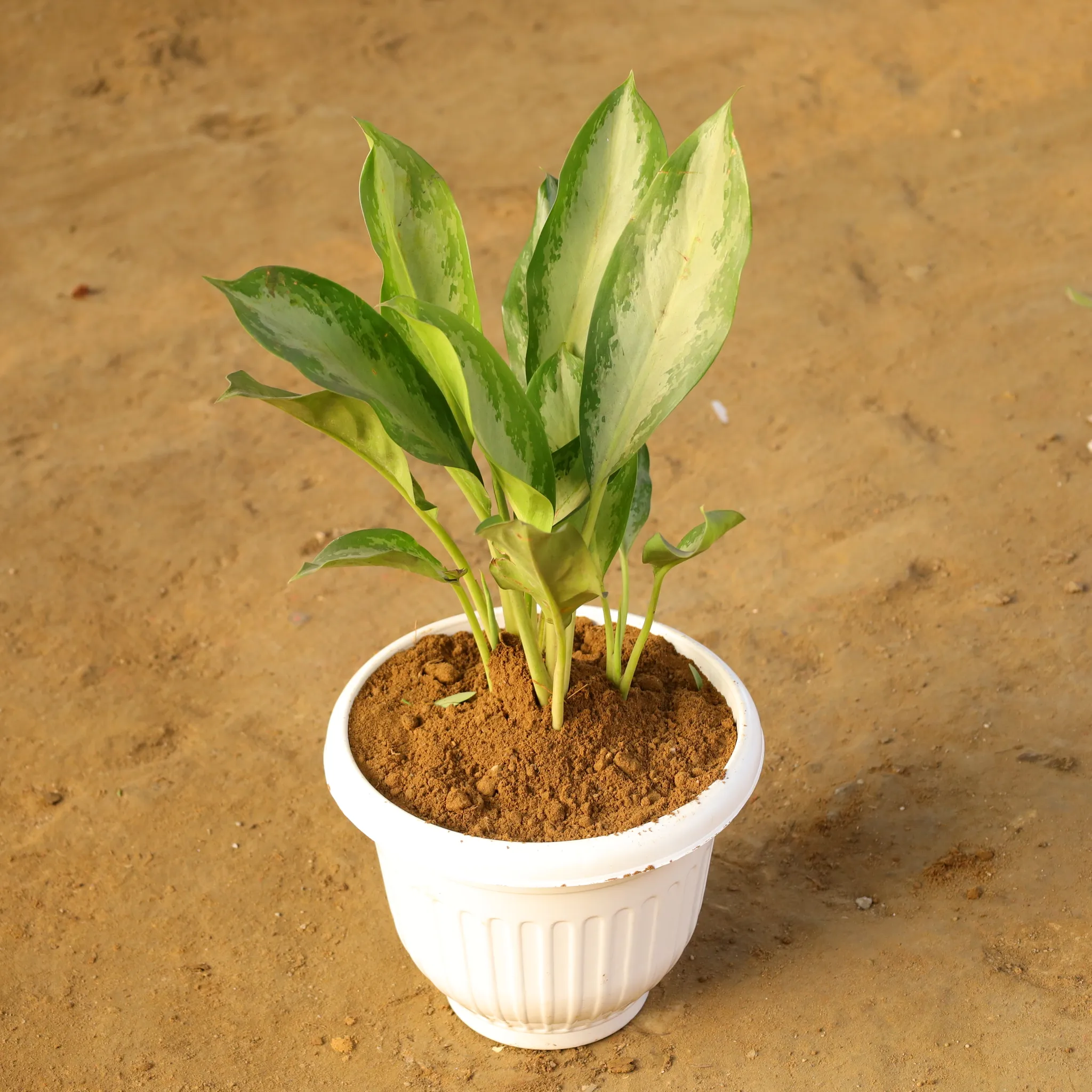 Aglaonema Emerald Bay in 10 Inch White Olive Plastic Pot