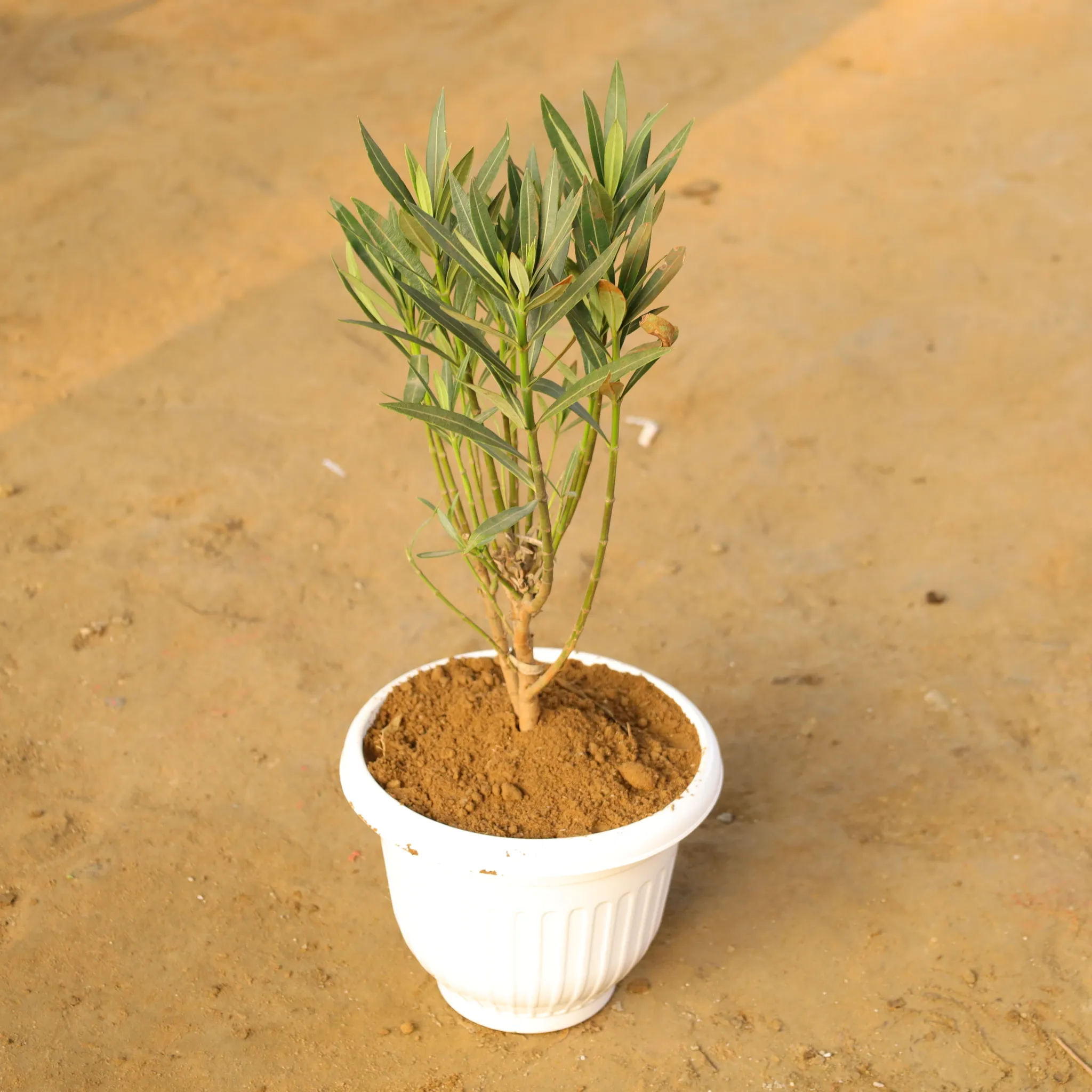 Kaner / Oleander (any colour) in 10 Inch White Olive Plastic Pot