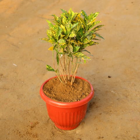 Baby croton in 10 Inch Live Plant Terracotta Red Olive Plastic Pot