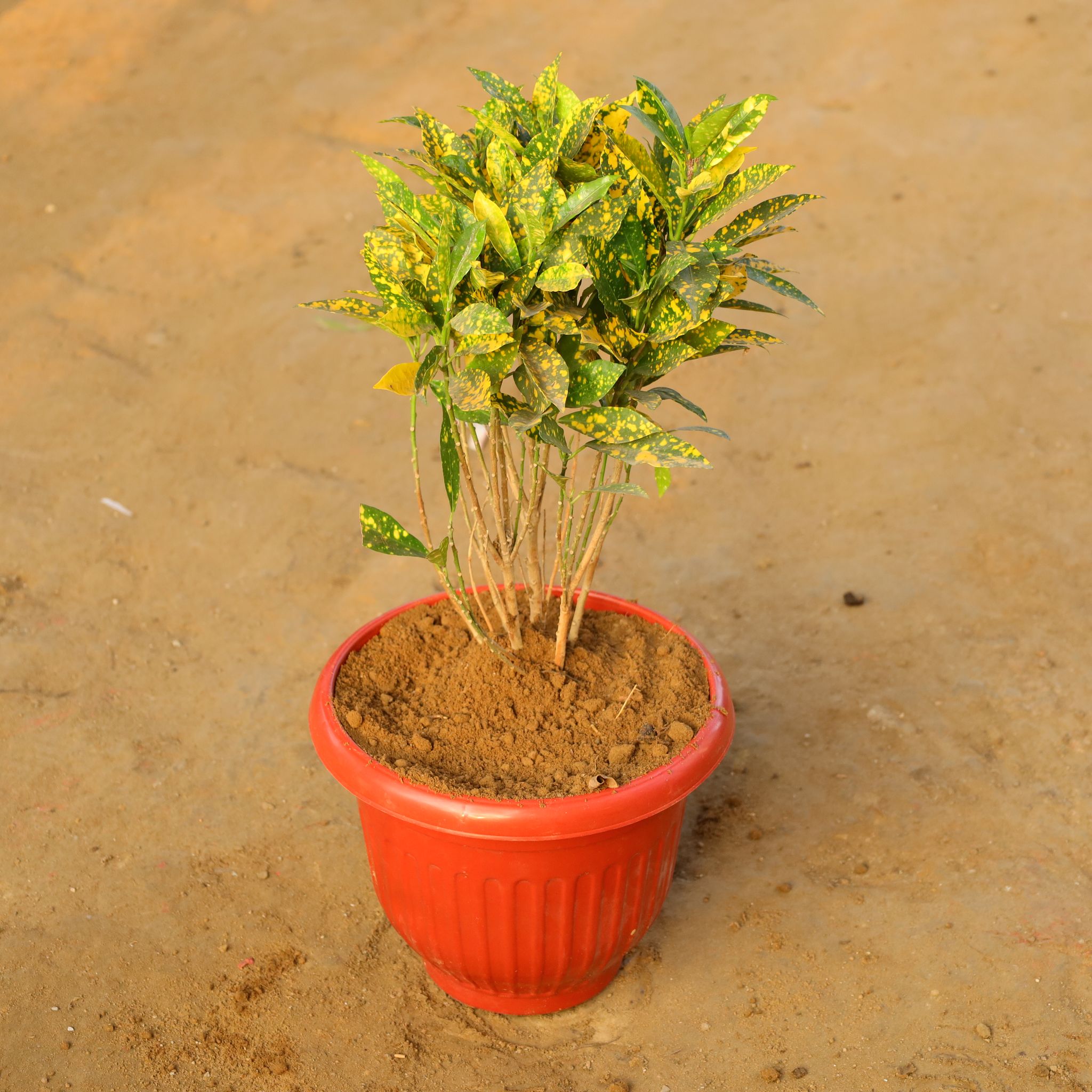 Baby croton in 10 Inch Terracotta Red Olive Plastic Pot