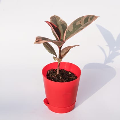 Buy Rubber Vareigated in 4 Inch Red Florence Self Watering Pot Online | Urvann.com