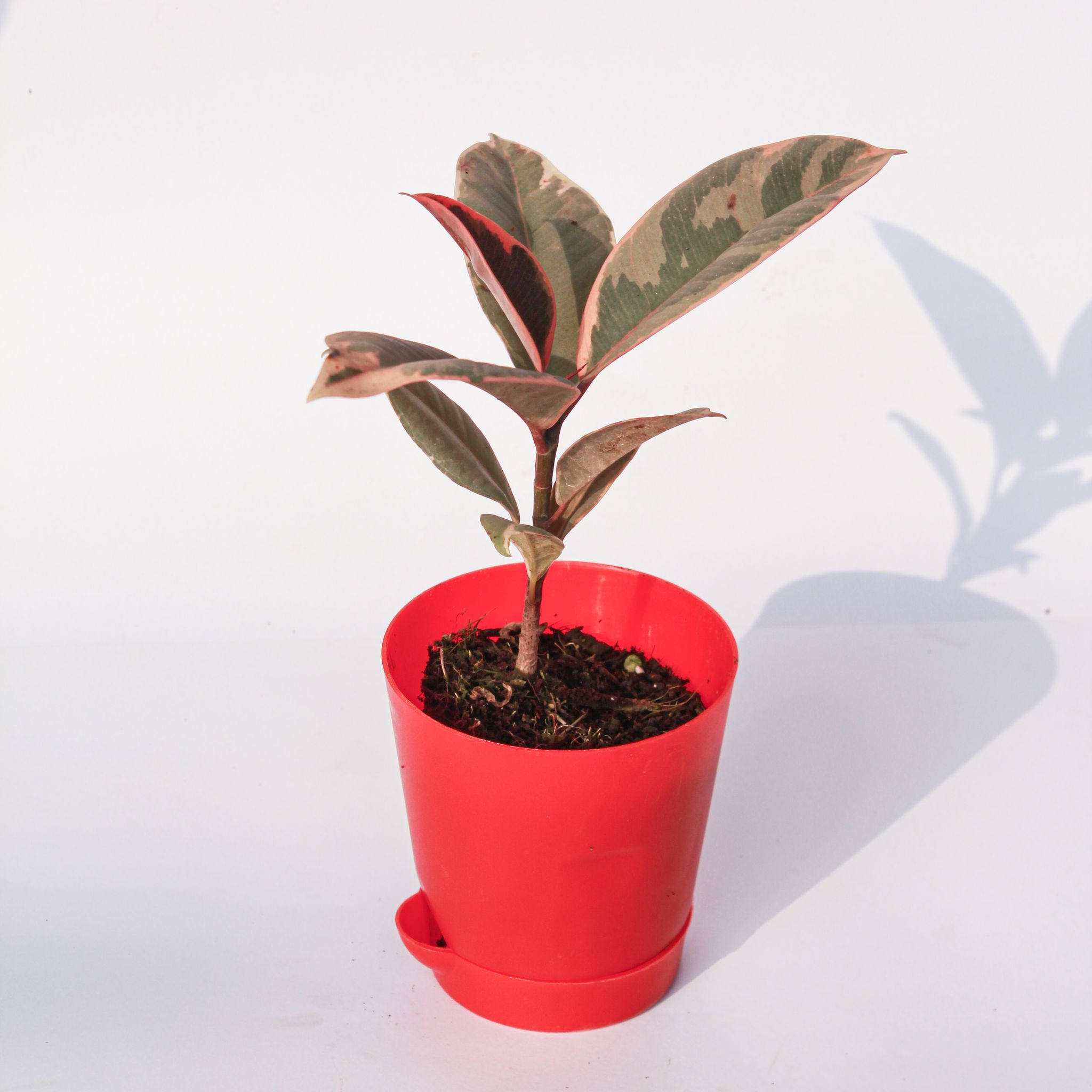 Rubber Vareigated in 4 Inch Red Florence Self Watering Pot