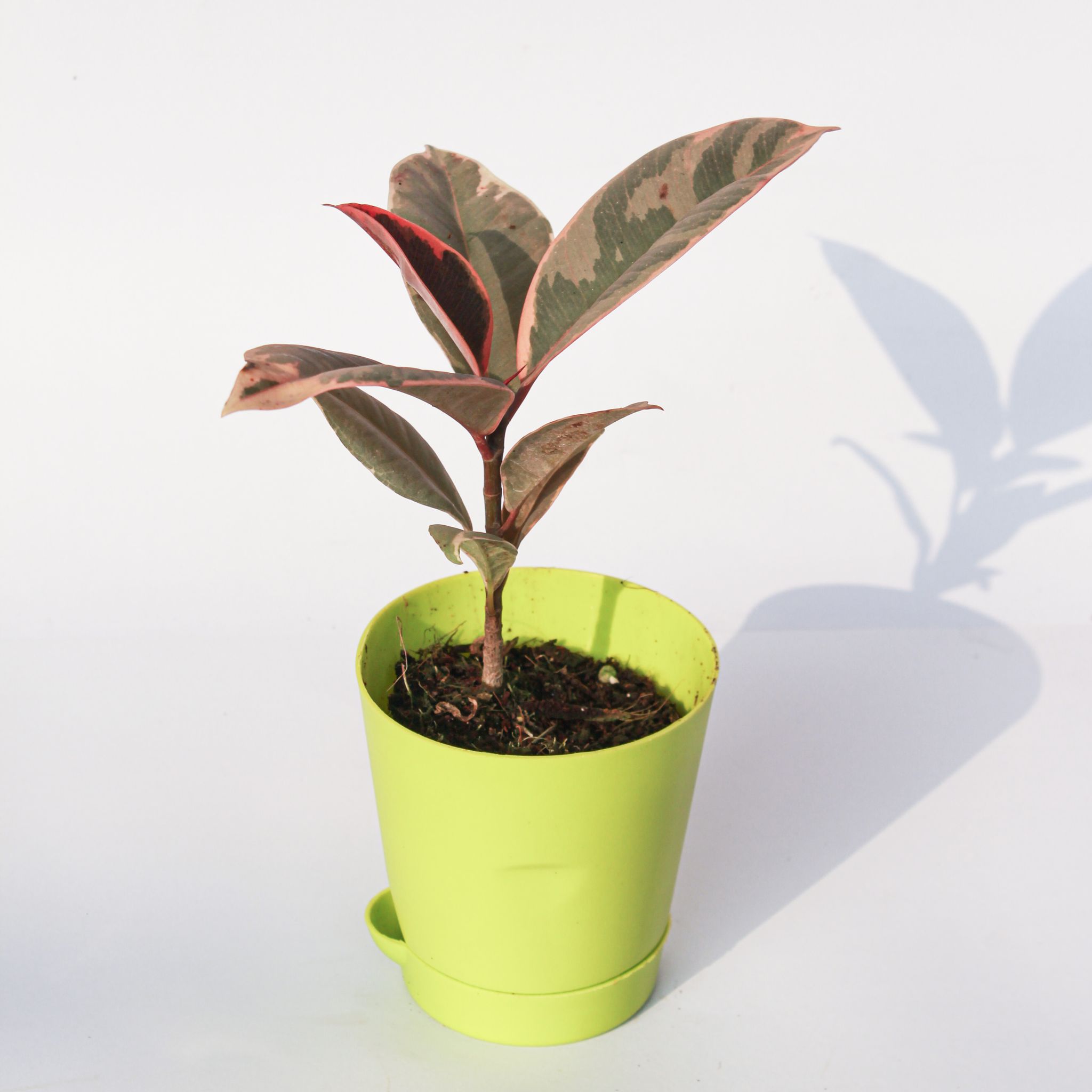 Rubber Vareigated in 4 Inch Green Florence Self Watering Pot